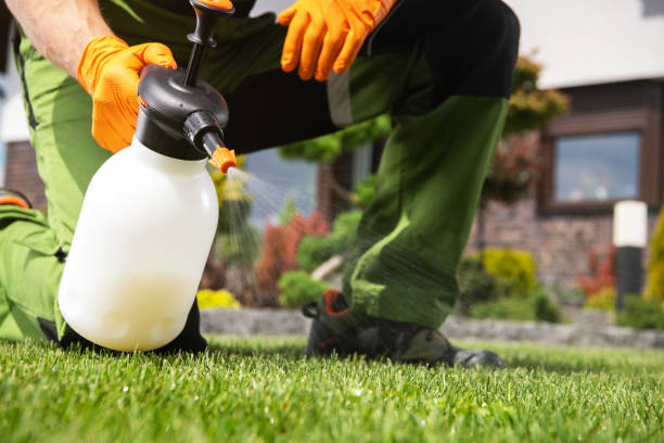Best Local Pest Control Services  in Parsons, WV