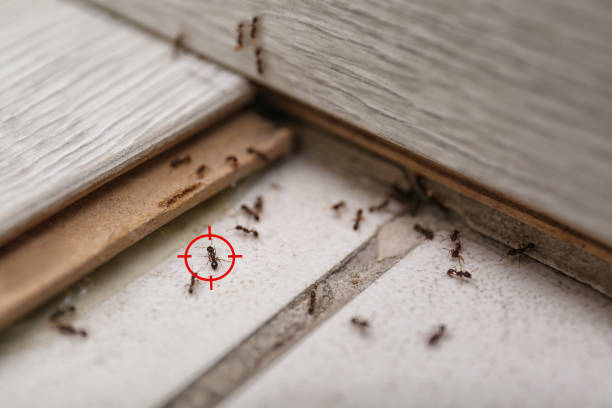 Best Affordable Pest Control Services  in Parsons, WV