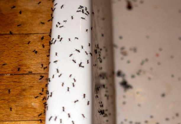 Best Wildlife Control Services  in Parsons, WV