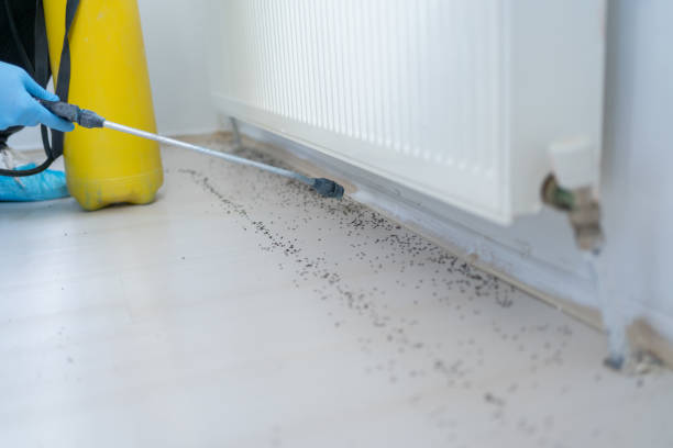 Professional Pest Control in Parsons, WV